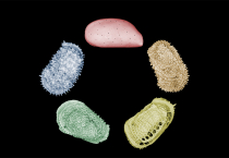 Fossil data has shown that over time deep-sea ecosystems have been affected by temperature changes and food input, raising questions about possible negative effects of intervention measures to mitigate against climate change.